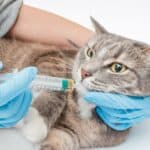 Wie kommt die Medizin vom Tierarzt in die Katze?
