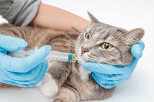 Read more about the article Wie kommt die Medizin vom Tierarzt in die Katze?
