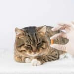 Wann Katzen entwurmen? Der richtige Zeitplan für Ihren Vierbeiner