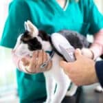 Wann sollten Katzen gechipt werden? Alles zur Kennzeichnungspflicht