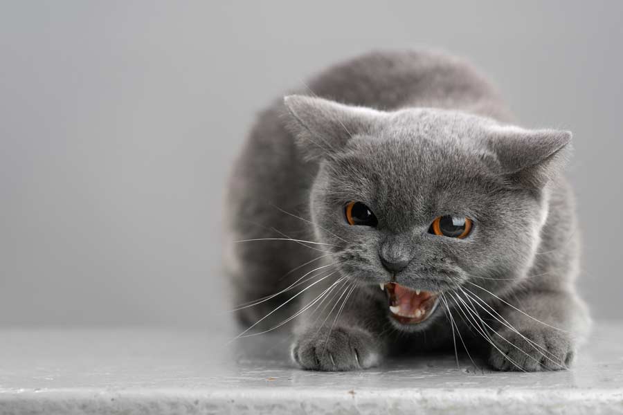 Britisch Grauhaar Katze faucht (depositphotos.com)