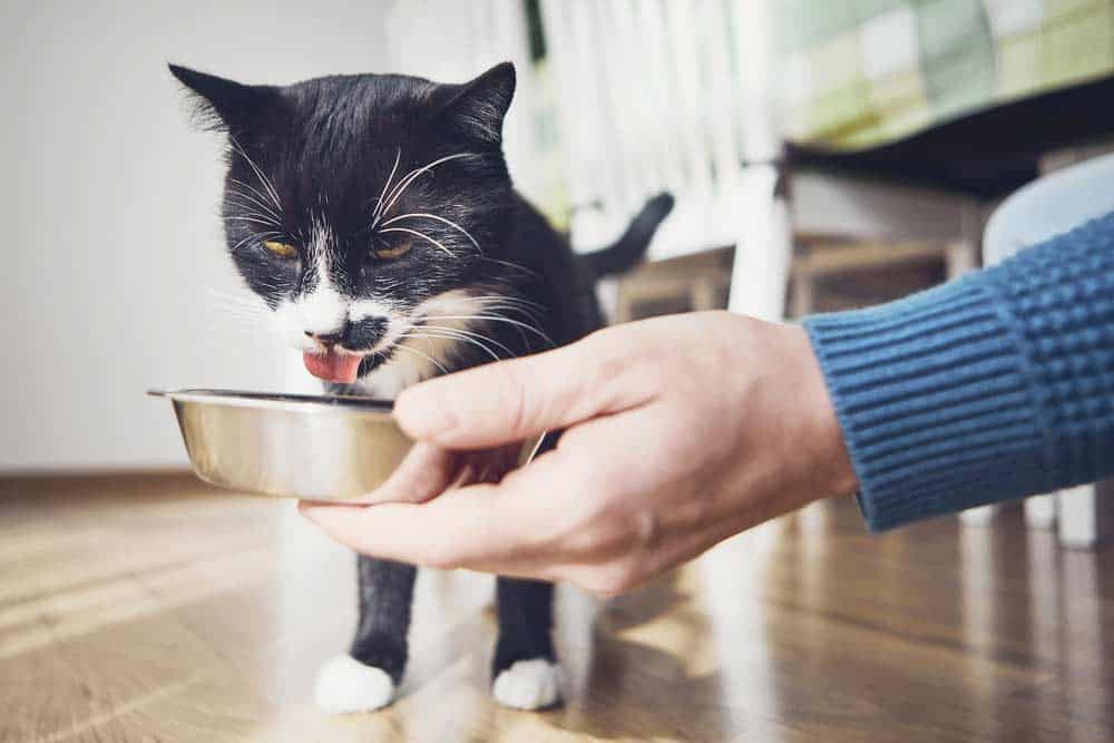 Du betrachtest gerade Katzenfutter in Sauce