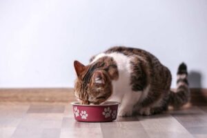 Mehr über den Artikel erfahren Katzennapf Keramik