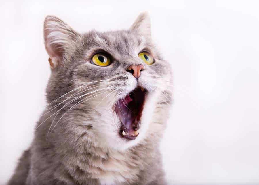 Katze kommuniziert (depositphotos.com)