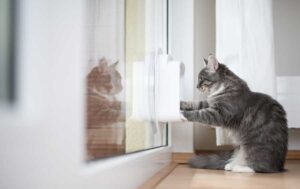 Mehr über den Artikel erfahren Katzenklappe mit Sensor