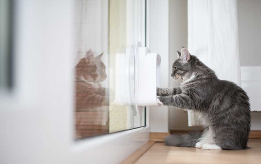 Katze guckt durch Katzenklappe und will raus (depositphotos.com)
