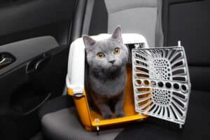 Read more about the article Katzentransportbox