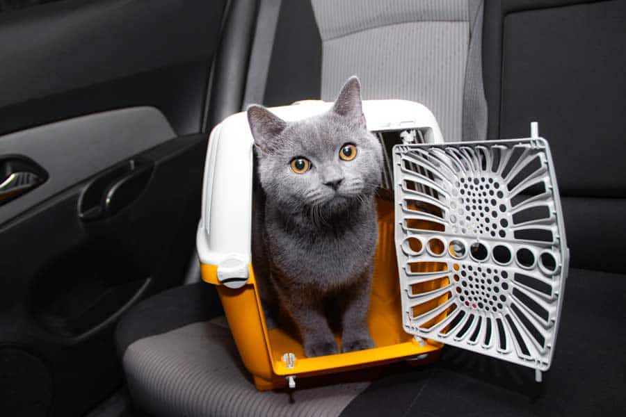 Katze im Auto in der Transportbox (depositphotos.com)