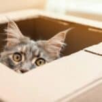 Warum lieben Katzen Kartons?