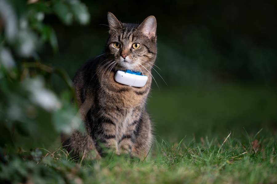 Katze mit GPS (depositphotos.com)