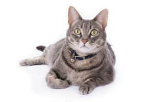 Read more about the article Glöckchen für Katzen
