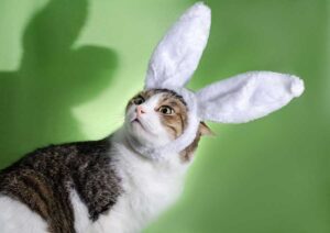 Mehr über den Artikel erfahren Hasenohren für Katzen