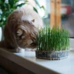 Warum sollten Katzen Katzengras fressen?