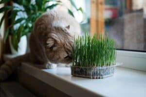 Read more about the article Warum sollten Katzen Katzengras fressen?