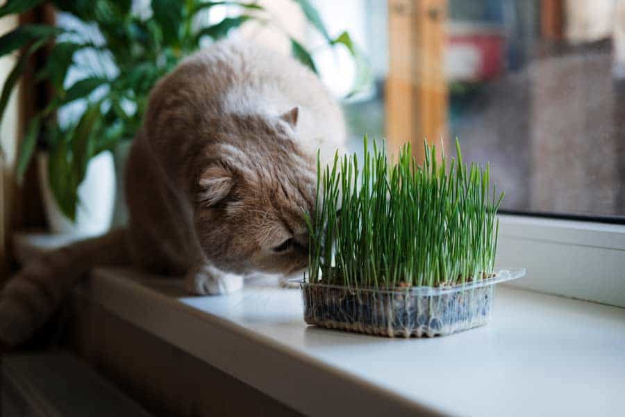 You are currently viewing Warum sollten Katzen Katzengras fressen?