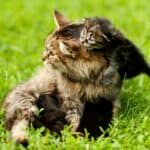 Wann werden Katzen geschlechtsreif? Zeichen und was jetzt wichtig ist