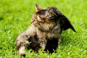Read more about the article Wann man Katzen von ihrer Mutter trennen sollte