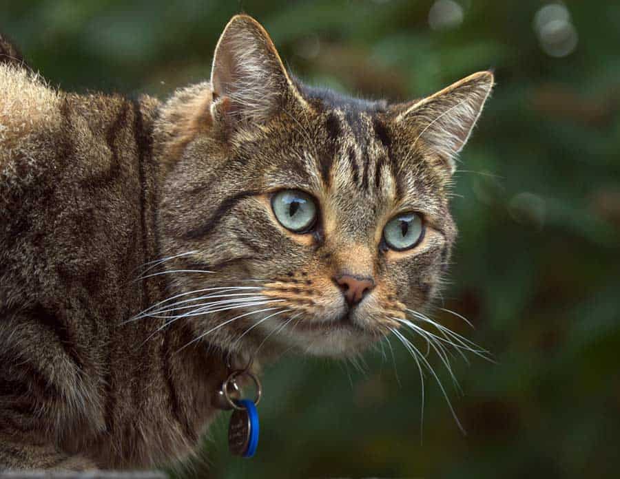 Katze mit Namensschild (depositphotos.com) Katze mit Namensschild (depositphotos.com)