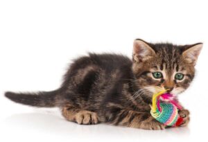 Mehr über den Artikel erfahren Spielmaus für Katzen