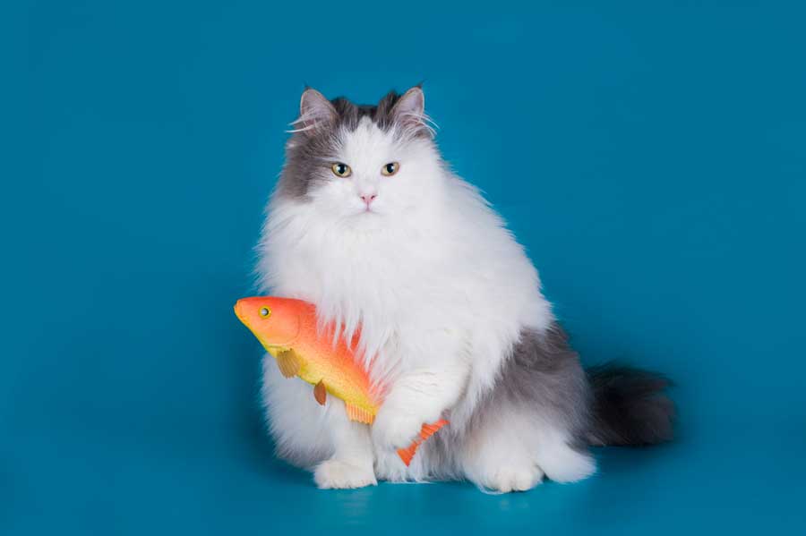 Katze mit Spielzeugfisch (depositphotos.com)