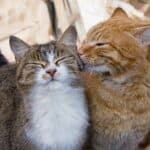Katze oder Kater – was ist besser als Haustier?