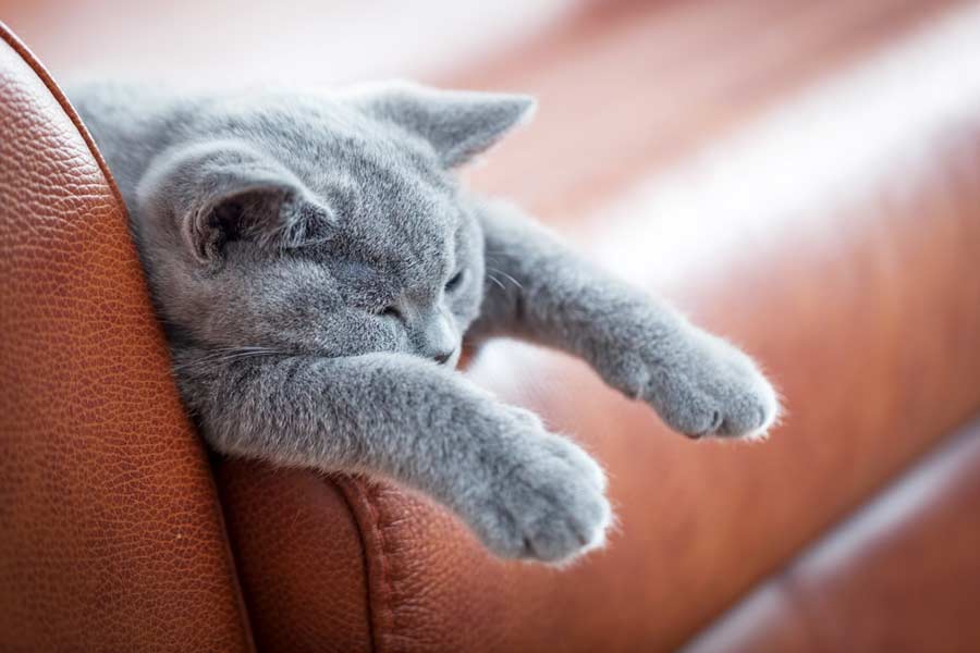 Katze schläft auf Couch (depositphotos.com)