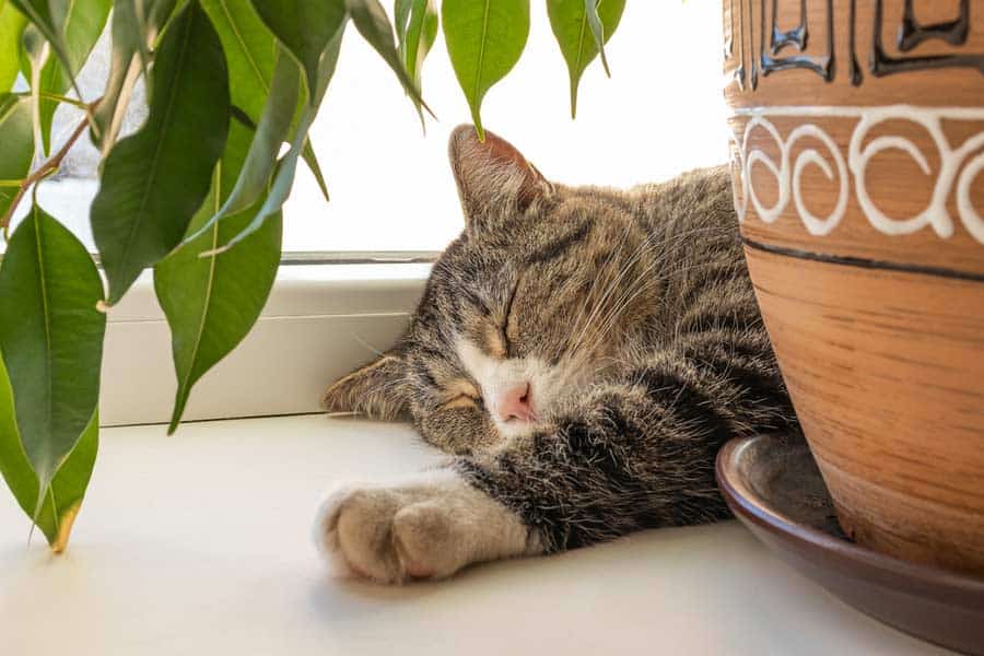Katze schläft auf Fensterbrett (depositphotos.com)