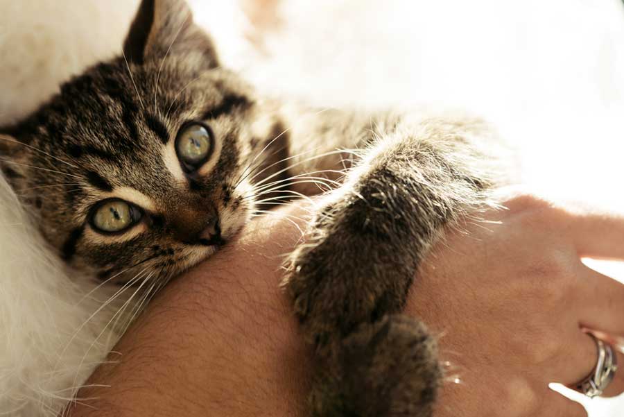 Die Katze schmust, da kann es schnell zu einem Liebesbiss kommen (depositphotos.com) Die Katze schmust, da kann es schnell zu einem Liebesbiss kommen (depositphotos.com)