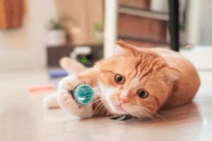 Mehr über den Artikel erfahren Kitten Spielzeug