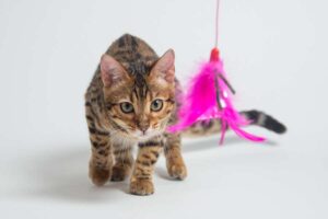 Mehr über den Artikel erfahren Katzenangel Feder