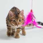 Warum spielen Katzen so gerne?