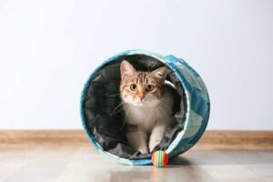 Mehr über den Artikel erfahren Spieltunnel für Katze