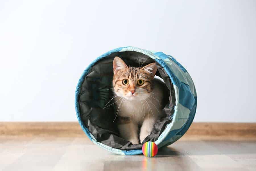 Katze spielt im Tunnel (depositphotos.com)