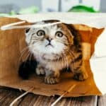 Was können Sie gegen die Langeweile Ihrer Katze tun?