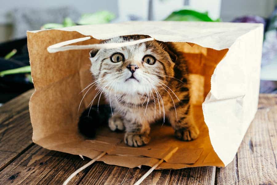 Katze spielt in Einkaufstüte (depositphotos.com)