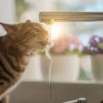 Wie stellt man sicher, dass die Katze genug trinkt?