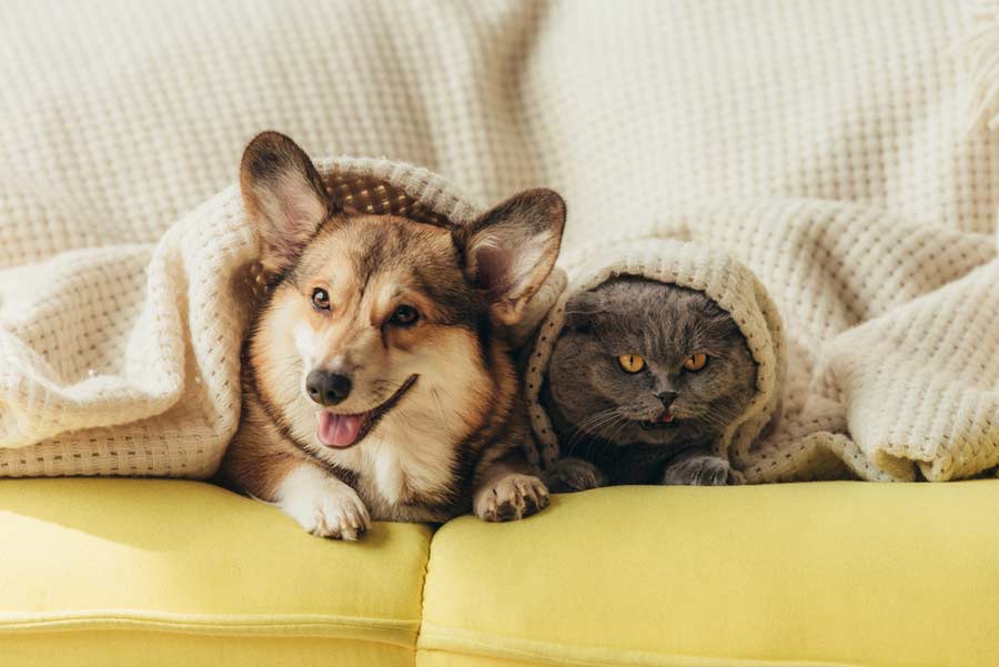 Katze und Hund (depositphotos.com) Katze und Hund (depositphotos.com)