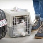 Mit der Katze verreisen – so geht es entspannt!