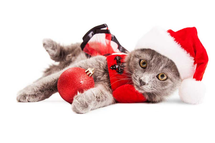 Katze in Weihnachtsverkleidung depositphotos.com)