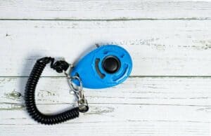 Read more about the article Katzen Clicker