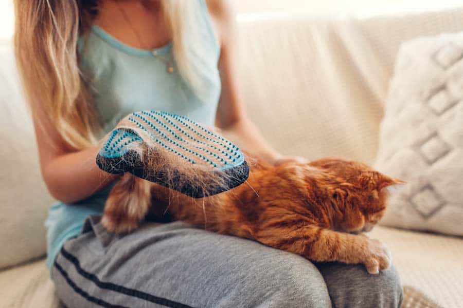 Katze mit einem Fellpflegehandschuh beim Fellwechsel unterstützen (depositphotos.com)