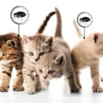 Die Katze hat Flöhe – was können Sie tun?