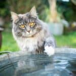 Haben Katzen Angst vor Wasser?