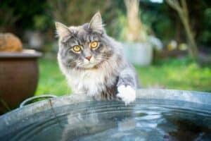 Read more about the article Haben Katzen Angst vor Wasser?