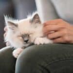Warum schnurren Katzen?