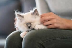 Read more about the article Warum schnurren Katzen?