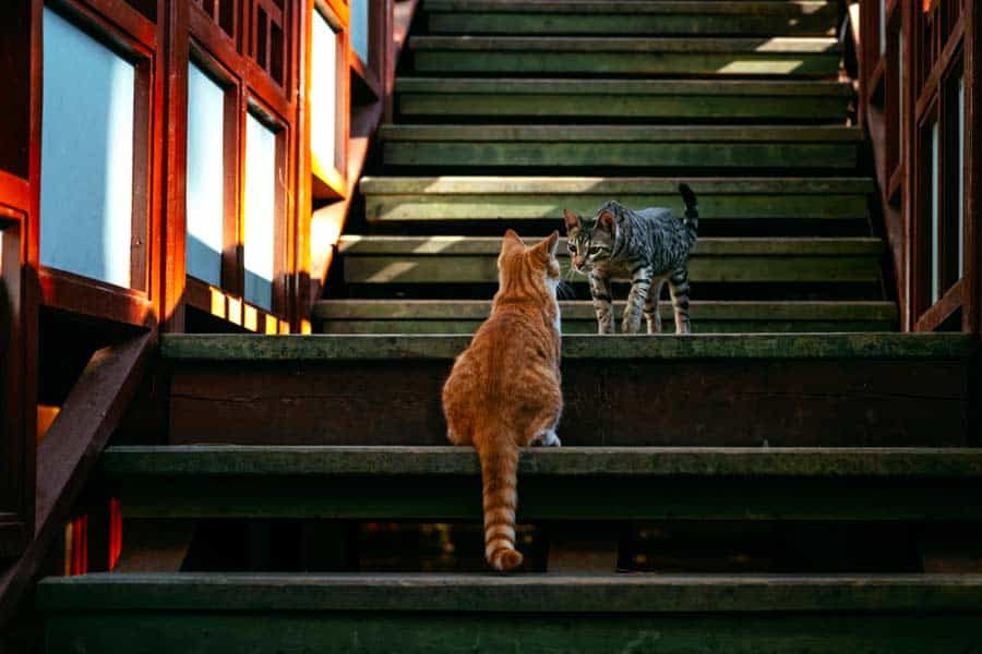 Zwei Katzen treffen in der Nacht aufeinander (depositphotos.com) Zwei Katzen treffen in der Nacht aufeinander (depositphotos.com)