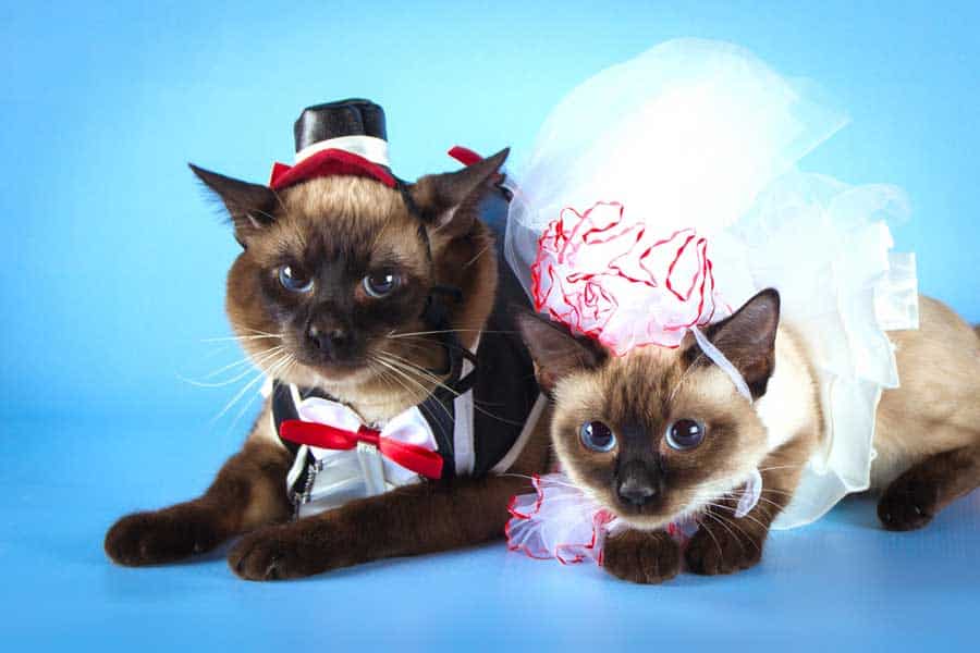 Katzen als Hochzeitspaar verkleidet (depositphotos.com)