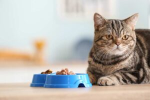 Mehr über den Artikel erfahren Katzennapf