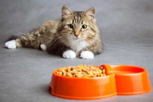 Mehr über den Artikel erfahren Futternapf